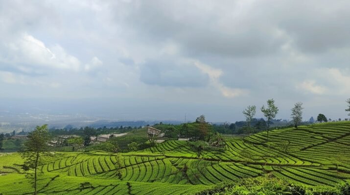 Hamparan kebun teh hijau di lereng perbukitan Kebun Teh Tambi Wonosobo dengan latar pegunungan dan langit mendung.